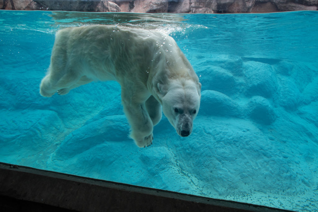 Anana-Polar-Bear-Under-Water-5714-1024x683